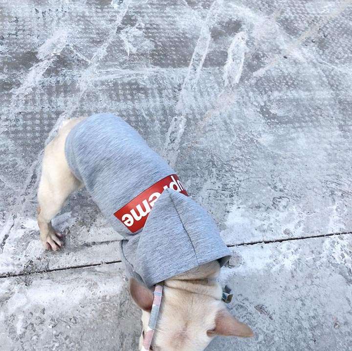 小型犬 パーカー Supreme